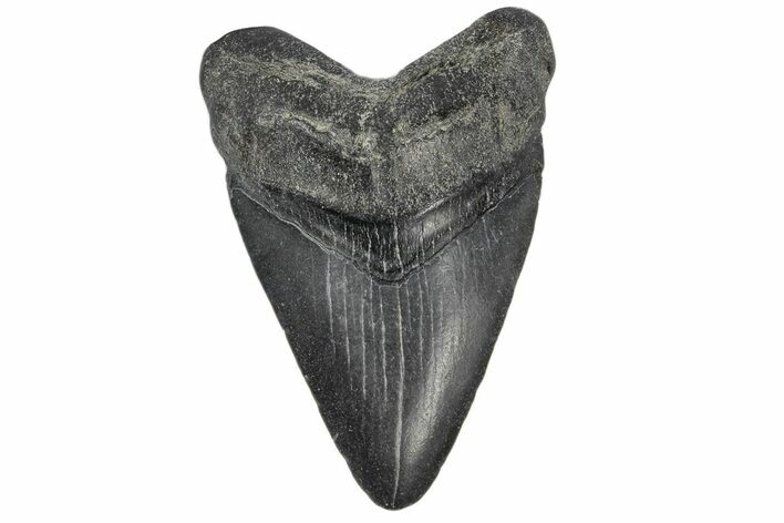 Juvenile Megalodon Tooth - South Carolina #172110